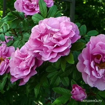 Роза Васагейминг канадская парковая (лиц)