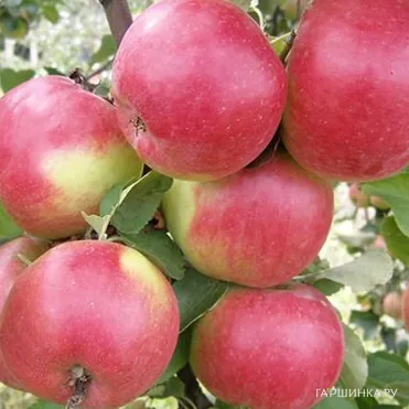 Яблоня Жигулёвское