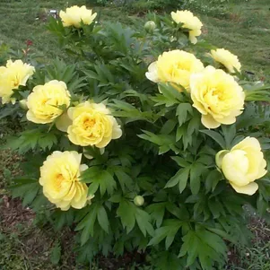 

Пион Бартзелла (ИТО)