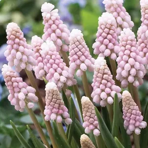 

Мускари Пинк Санрайз 3 шт