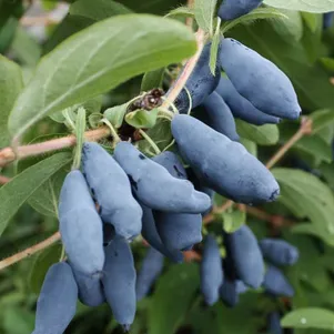 

Жимолость Нимфа