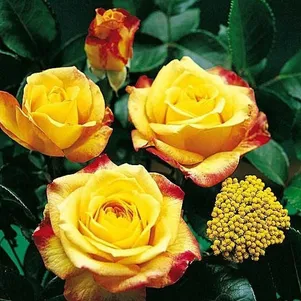 

Роза Генриетта чайно-гибридная, Топалович (лиц)