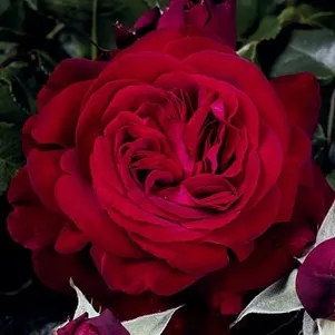 

Роза Адмирал чайно-гибридная, Тантау (лиц)