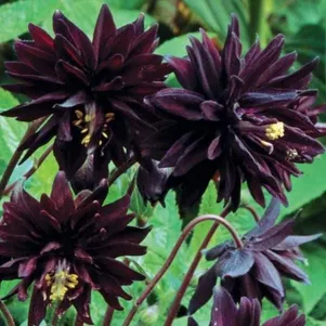 

Аквилегия Блэк Барлоу