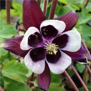 

Аквилегия Уильям Гиннес