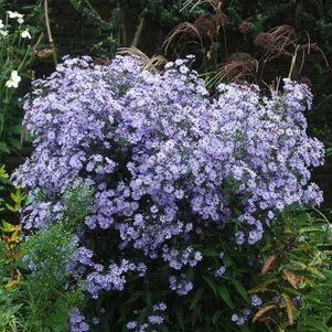 

Астра Литл Карлоу