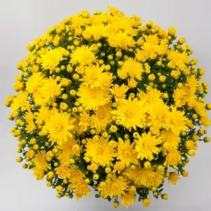 

Хризантема мультифлора Бранкроун
