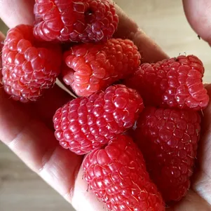 

Малина Бриллиантовая ремонтантная (лицензионная)