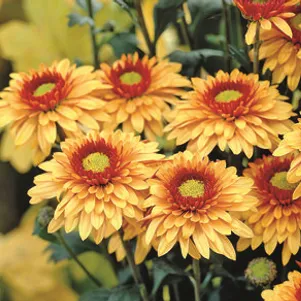 

Хризантема Беппи Бронз уличн.