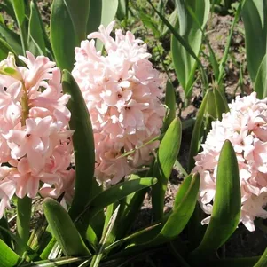 

Гиацинт Чайна Пинк 3шт