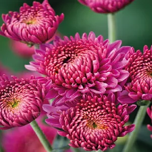 

Хризантема Бленда Пепл уличн.