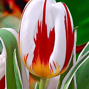 

Тюльпан Карнавал де Рио простой поздний 5шт