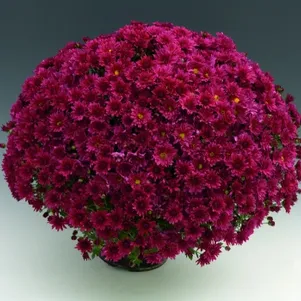 

Хризантема мультифлора Бранроял Пепл