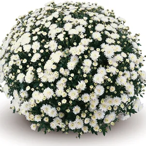 

Хризантема мультифлора Бранроял Вайт