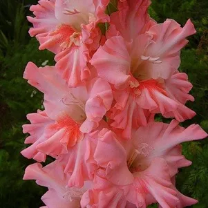 

Гладиолус Виктор Астафьев