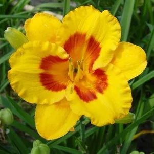 

Лилейник Фулд Ми