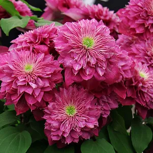 

Клематис Кайзер крупноцветковый (2)