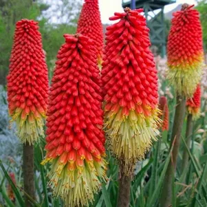 

Книфофия Амэйзинг Фан