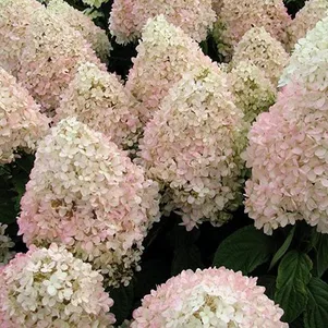 

Гортензия Мэджикал Свит Саммер (Волшебное сладкое лето) метельчатая