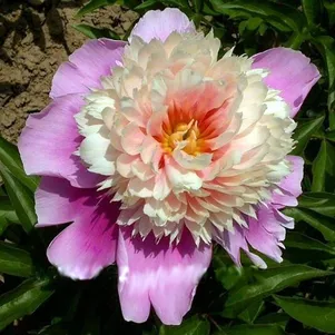 

Пион Леди Либерти