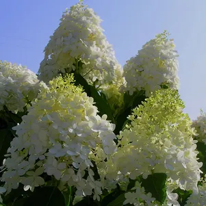 

Гортензия Саммер Сноу (Летний снег) метельчатая