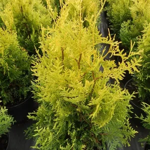 

Туя западная Голден Брабант