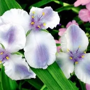 

Традесканция Оспри