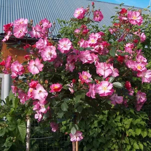 

Роза Лавендер Дрим на штамбе 110см