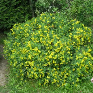 

Зверобой Хидкот