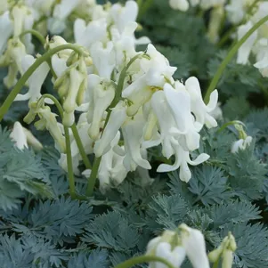 

Дицентра красивая Айвори Хартс