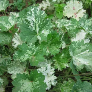 

Гейхера Дью Дропс