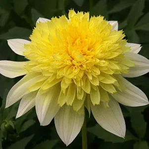 

Георгина Фрея Пасо Добль анемоновидная