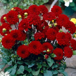 

Георгина Геллери Зингер бордюрная