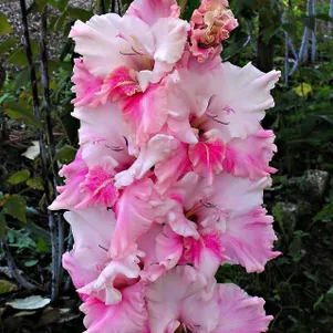 

Гладиолус Алекс