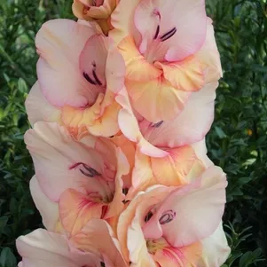 

Гладиолус Бальзам любви