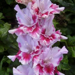 

Гладиолус Мерцающие Бабочки