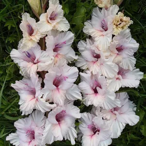 

Гладиолус Морская царица