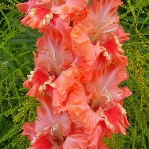 

Гладиолус Созвездие Добра