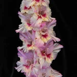 

Гладиолус Степной Аромат