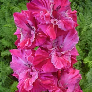 

Гладиолус Варьете