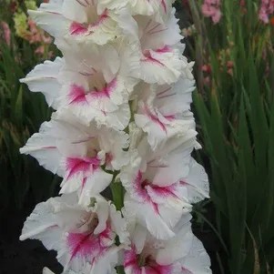 

Гладиолус Велка морава