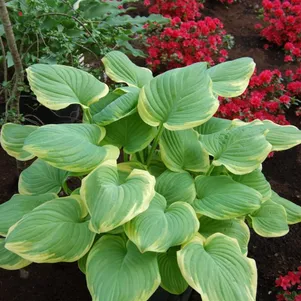 

Хоста Тропикана (L)