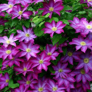 

Клематис Какио (Пинк Шампань) крупноцветковый (2)