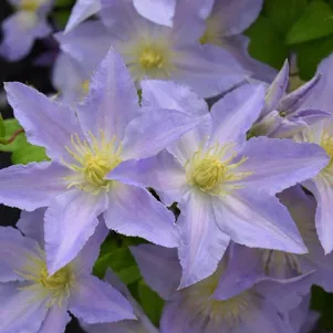 

Клематис Спотлайт крупноцветковый (2)