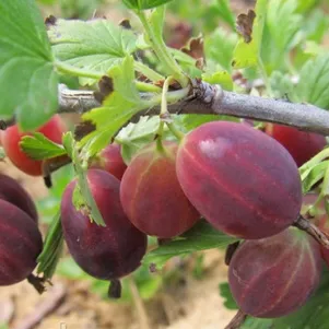 

Крыжовник Консул слабошипованный