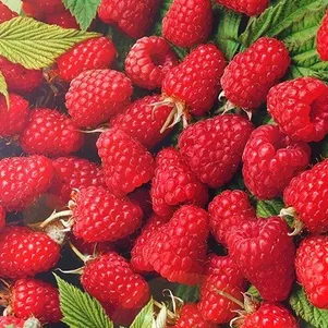 

Малина Брянский Рубин крупноплодная красная (лицензионная)