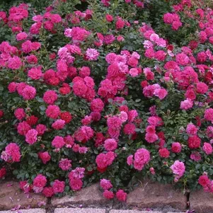 

Роза Книрпс почвопокровная, Кордес (лиц)