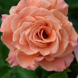 

Роза Энн Хендерсон, Фрайер (лиц)