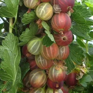 

Крыжовник Смена