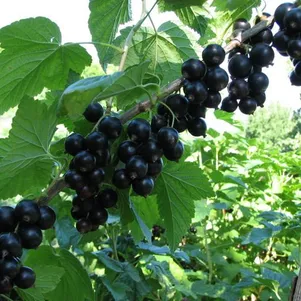 

Смородина Лентяй черная (крупная ягода)